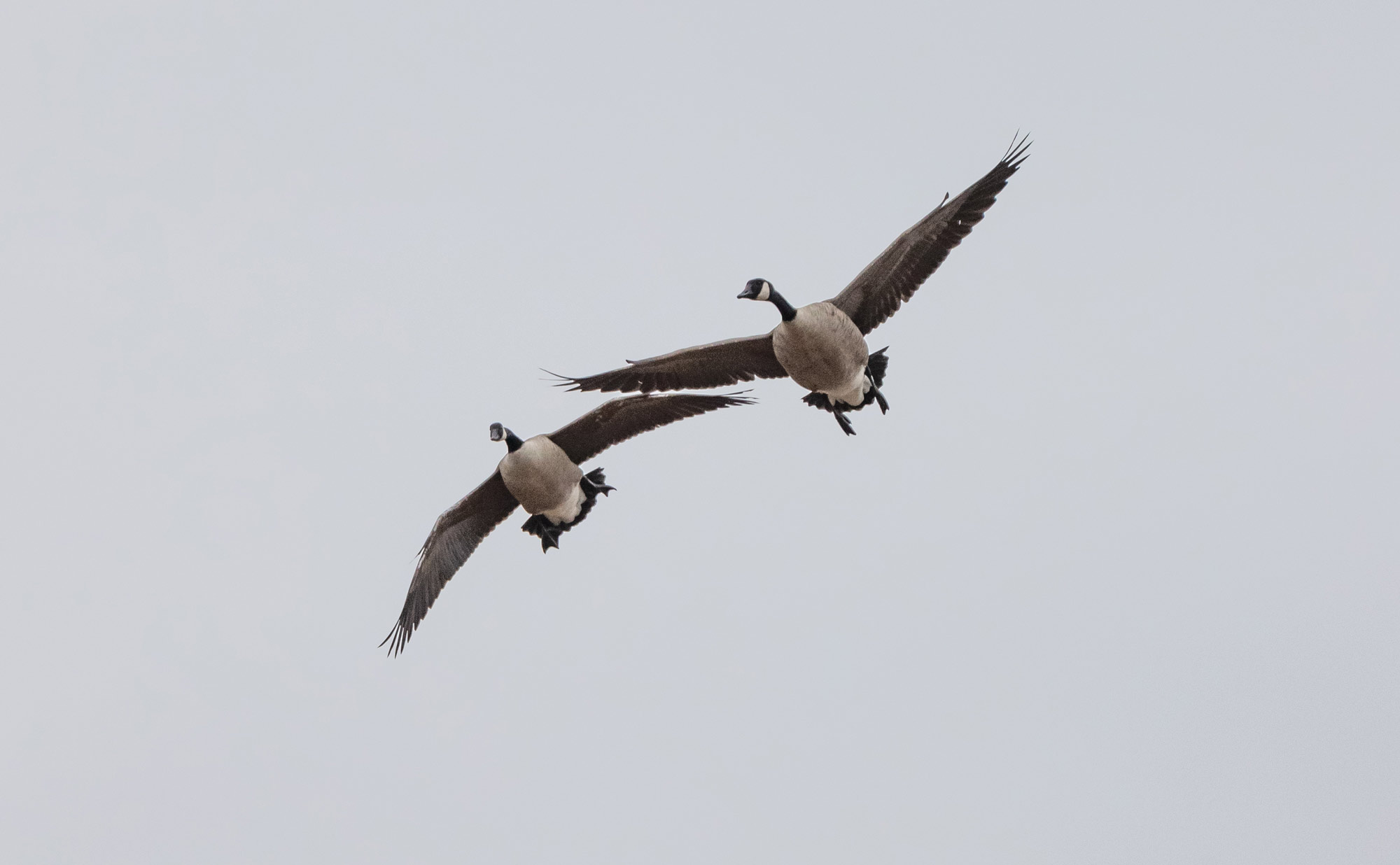 Kansas Goose Hunt And Stir Fry The Provider